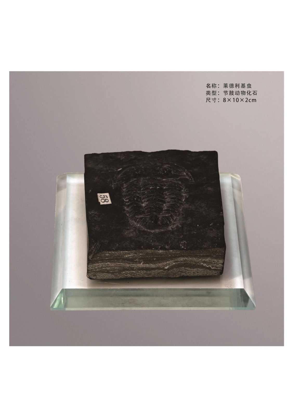 地质馆简介