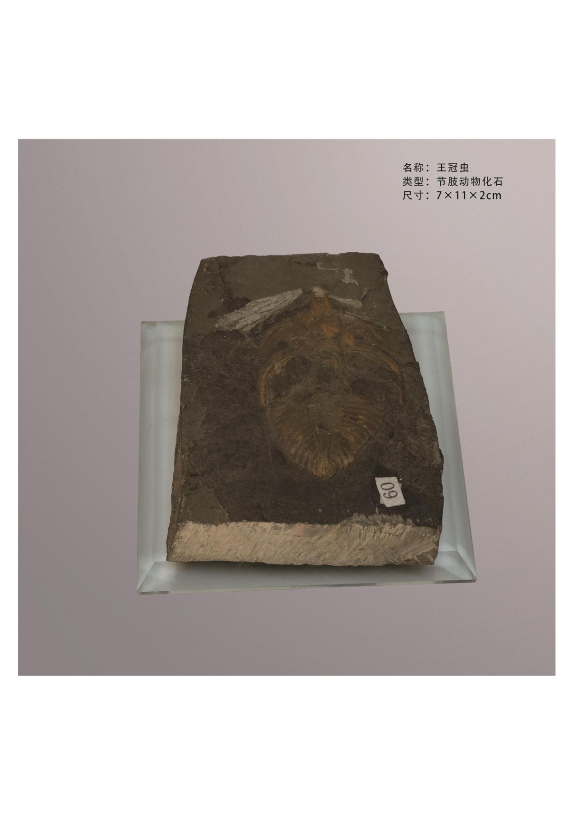 地质馆简介